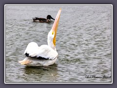 White Pelican - Pelecanus erythrorhynchos