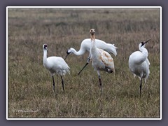 Whooping Cranes sind die seltensten Kraniche weltweit