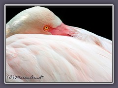 Flamingo - Zoo