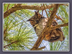 Great Horned Owl - Virginia Uhu - Florida - Honeymoon Island
