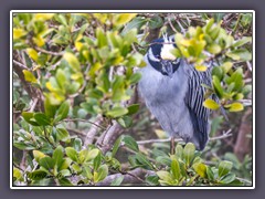 Krabbenreiher - White Crowned Night Heron - Texas