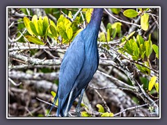 Little Blue Heron - Florida