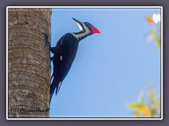 Pileated Woodpecker - USA