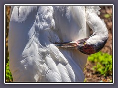 Schreikranich - Whooping Crane - Aransas National Wildlife Refuge - Texas