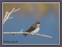 Rough Winged Swallow - USA- USA