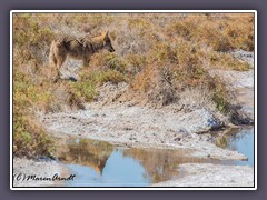 Coyote - Salt Creek -  Death Valley
