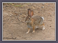 Desert Cottontail Rabbit - Death Valley