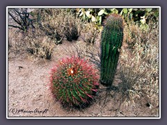 Fishhook Barral Cactus -  Saguaro NP Kaktusgarten