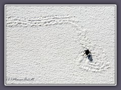 Insektenspuren White Sand - Wüstenlaufkäfer