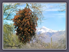 Juniper Mistletoe - Saguaro NP