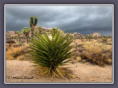 Mojave Yukka - Yucca Schidigera