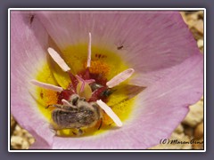 Winding Mariposa Lily - Calochortus flexuosus