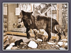 Visitor Center - Wölfe wurden unbarmherzig zu allen Jahreszeiten gejagt  da gab es kein Erbarmen auch nicht für die Welpen